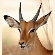 Impala Marketing and Distribution